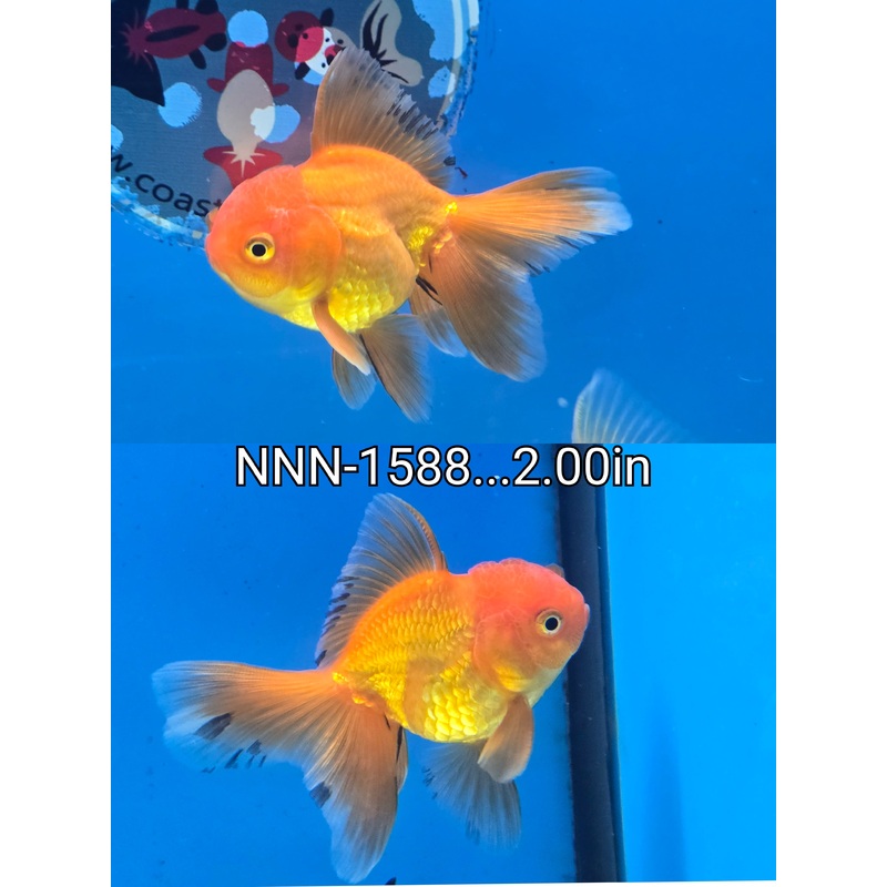 Thai Junior Premium Oranda 2.00 inch Body (NNN-1588)R4B14