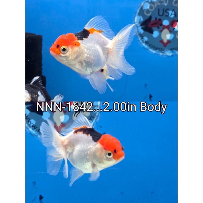 Thai Junior Premium Oranda 2.00 inch Body (NNN-1642)R4C05 FEMALE