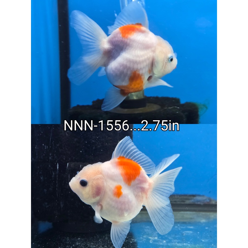 Thai Junior Premium Oranda 2.75 inch Body (NNN-1556)R4B12