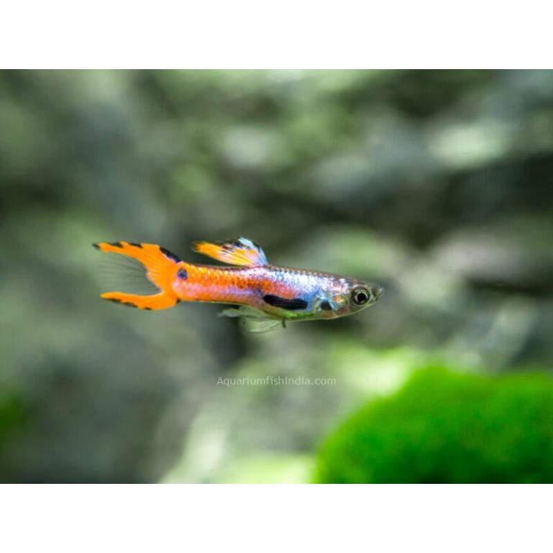 Thai Red Endler Guppy MALE (5 Fish Pack)(CGP-000)