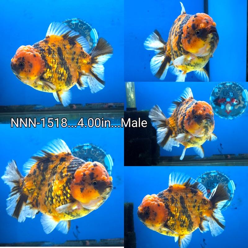 Thai Red Tiger Yuanbao Oranda 4.00 inch Body Male by NK Thailand (NNN-1518)SHOWTANK