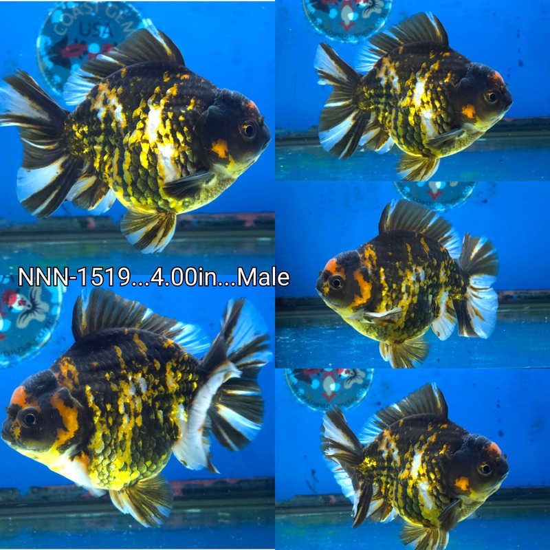 Thai Red Tiger Yuanbao Oranda 4.00 inch Body Male by NK Thailand (NNN-1519)SHOWTANK