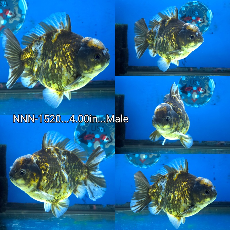 Thai Red Tiger Yuanbao Oranda 4.00 inch Body Male by NK Thailand (NNN-1520)SHOWTANK