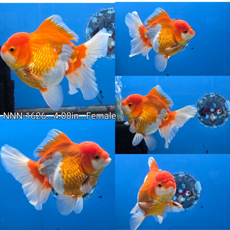 Thai Red/White Orchid Tail Oranda 4.00inch Body Female (NNN-1626)R1A12