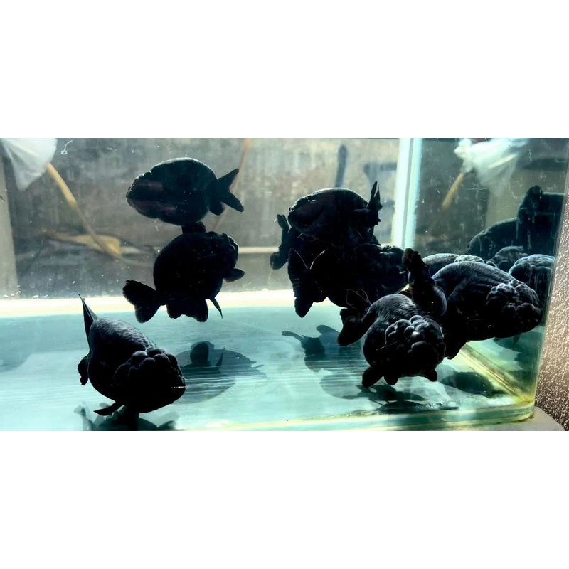 Thai Super Jet Black Ranchu 4.00 inch Body Our Choice (CGF)