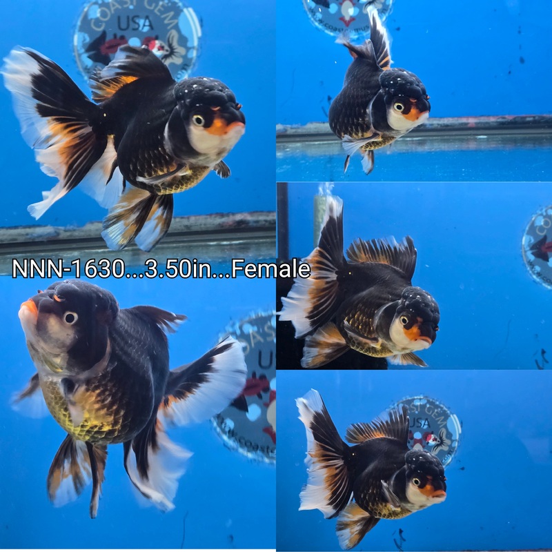 Thai Tri Color Orchid Tail Oranda 3.50 inch Body Female (NNN-1630)R1A12
