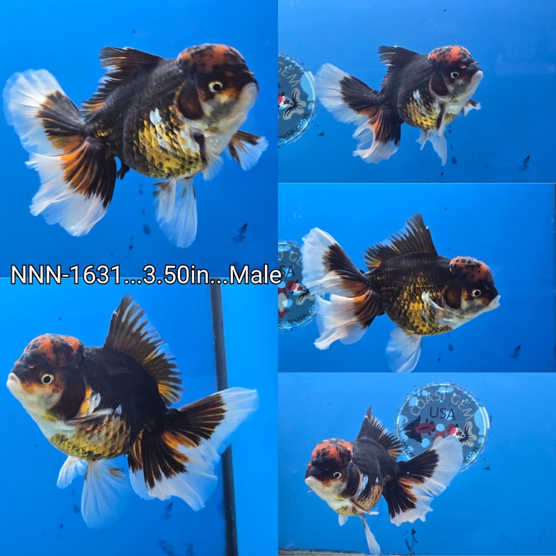 Thai Tri Color Orchid Tail Oranda 3.50 inch Body Male (NNN-1631)R1A12
