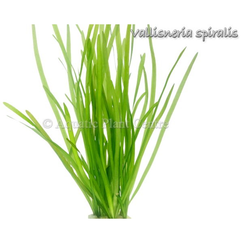 Vallisneria Spiralis - Lead Bunch