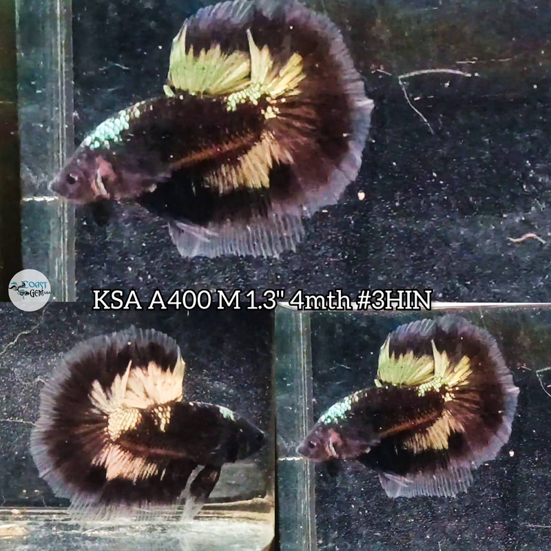 X Live Male Betta Galaxy Black base Halfmoon (KSA-A400) High quality what you see what you get!!