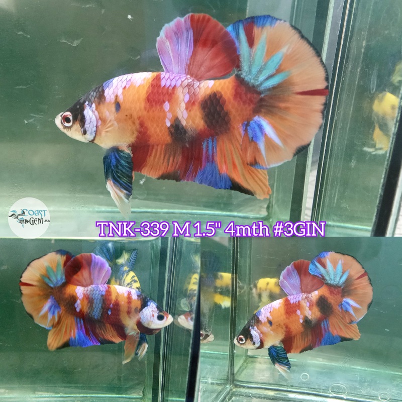 X Live Male Betta Nemo Galaxy Plakad (TNK-339) S272 High quality what you see what you get!!