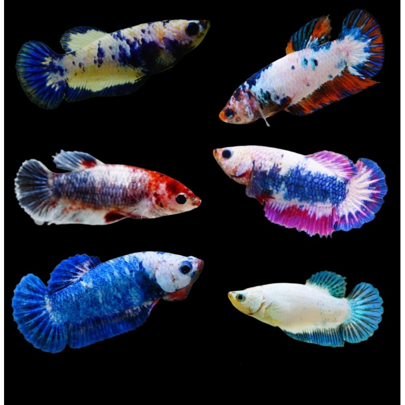 Betta Fish Fancy Marble Mix Color Plakat Sorority Group | BUY 4 GET 1 FREE! (CBG-004) R7A03