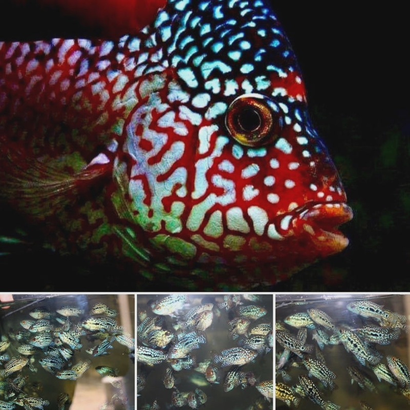 FADED SUPER RED TEXAS FRY 1.00-2.00 inch LIMITED QUANTITY AVAILABLE