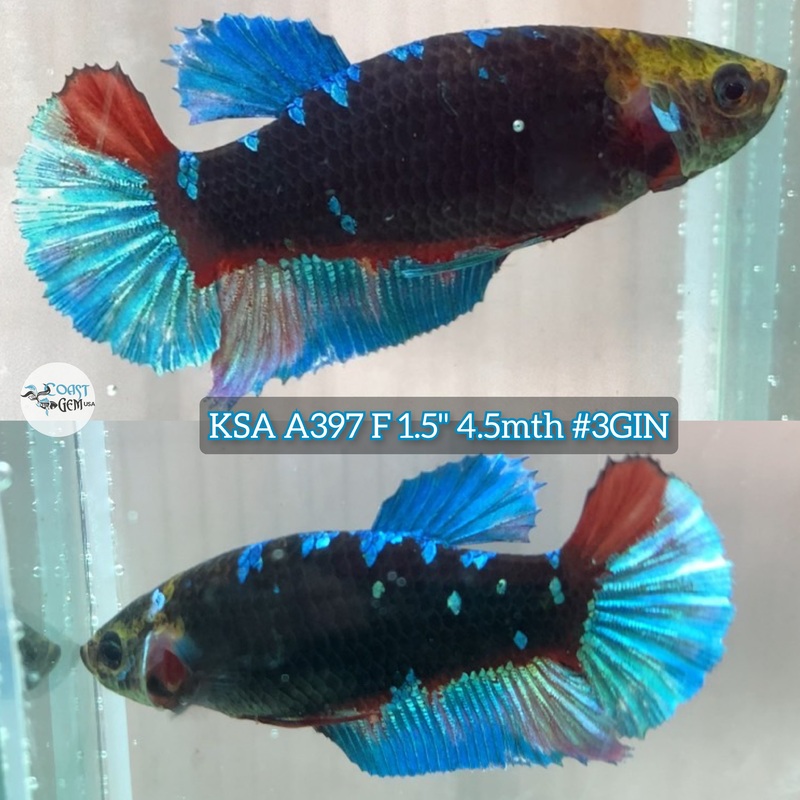 H Live Female Betta Black Galaxy Avatar Plakad (KSA-A397) High quality what you see what you get!!