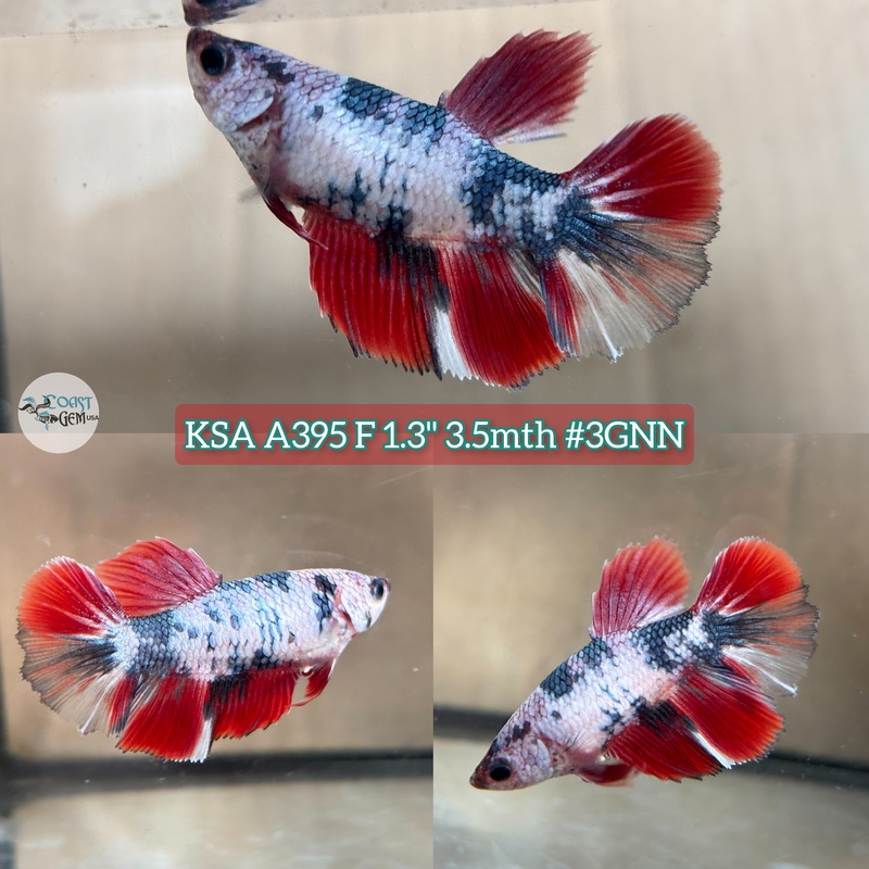 H Live Female Betta Fancy marble Halfmoon (KSA-A395) High quality what you see what you get!!