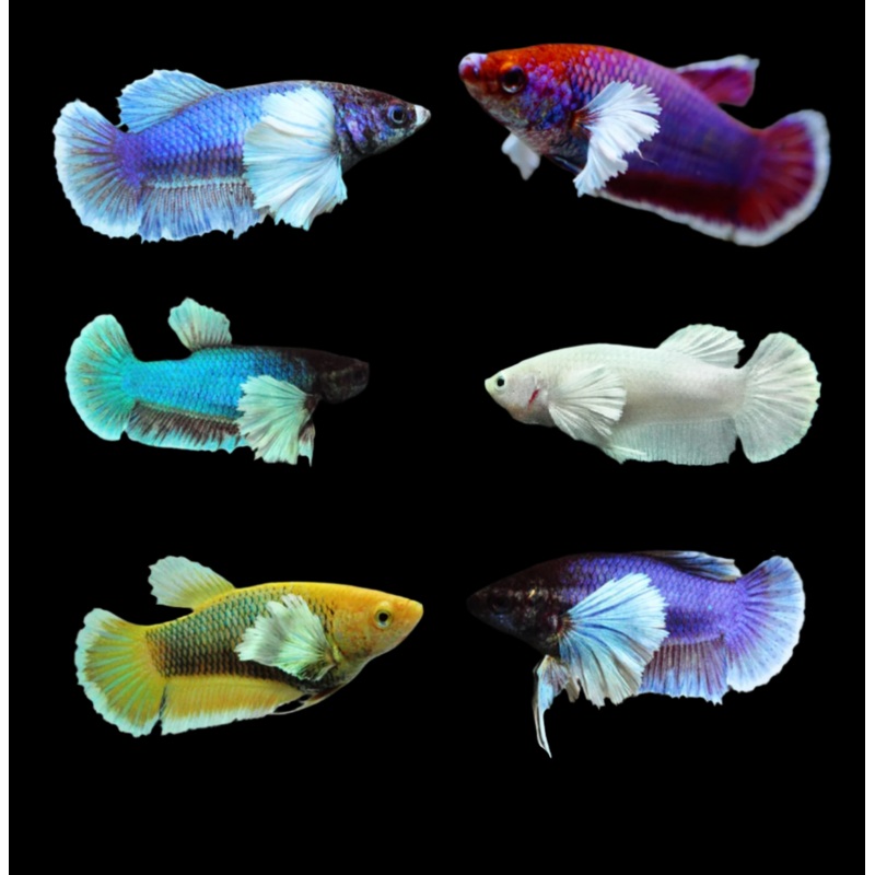Live Aquarium Betta Fish Dumbo Ear Mix Color Plakat Sorority Group | BUY 4 GET 1 FREE! (CBG-002) R7A01