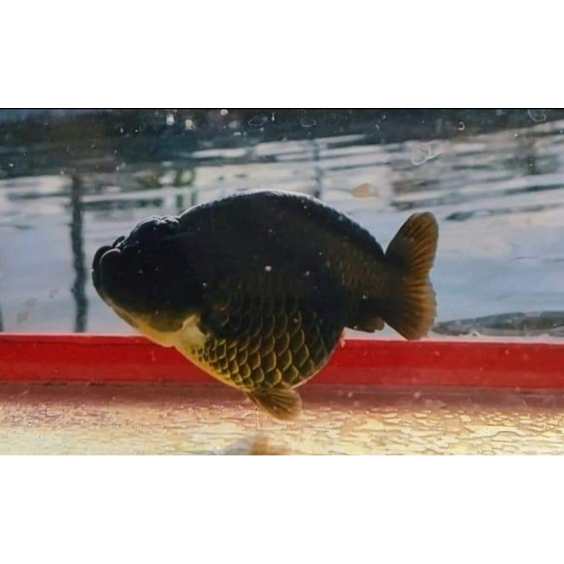 Live Fancy Goldfish Premium Select Our Choice Black Hybrid Ranchu (CGF)