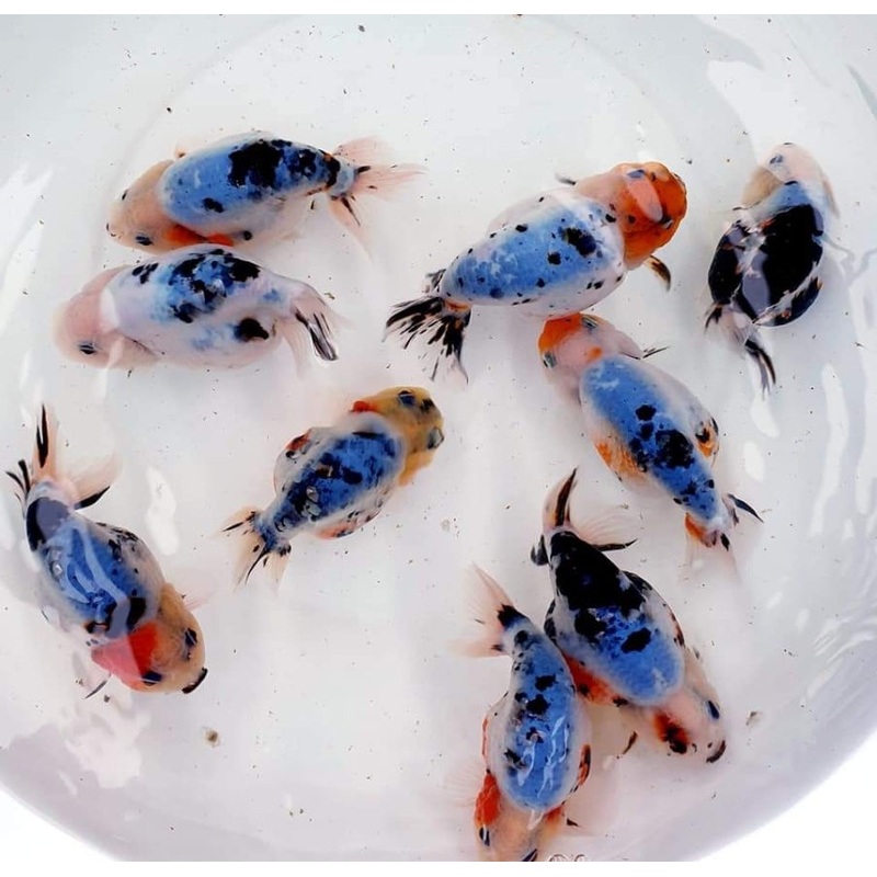 Live Fancy Goldfish Premium Select Our Choice Galaxy Calico Ranchu (CGF-081)