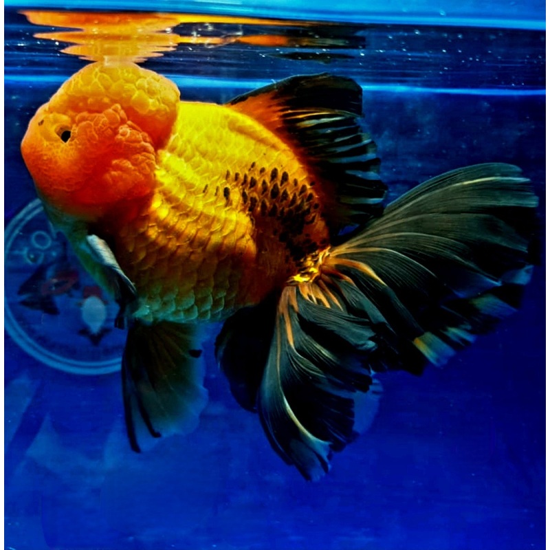 Live Fancy Goldfish Premium Select  Our Choice MEDIUM SIZE BREED Apache Thai Oranda GROW UP TO 4-4.5'' BODY(CGF-050)