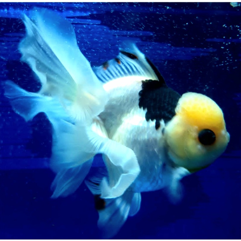 Live Fancy Goldfish Premium Select Our Choice MEDIUM SIZE BREED  PandaThai Oranda GROW UP TO 4-4.5'' BODY(CGF-045)