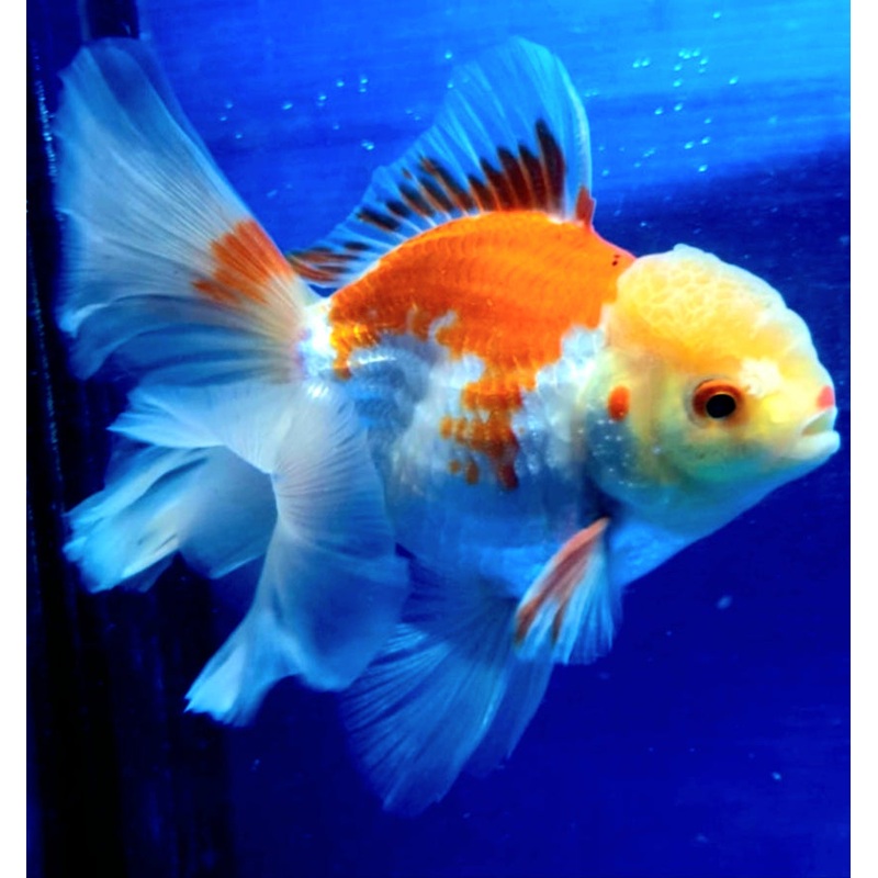 Live Fancy Goldfish Premium Select Our Choice MEDIUM SIZE BREED  Red/White Color Thai Oranda GROW UP TO 4-4.5'' BODY(CGF-039)