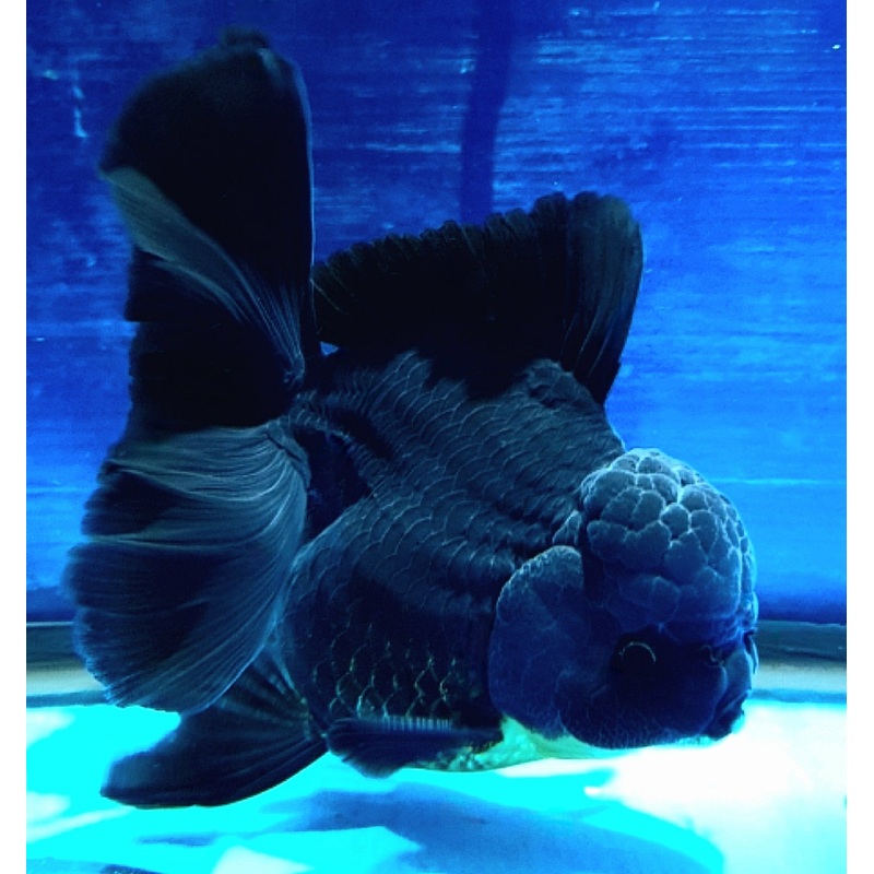 Live Fancy Goldfish Premium Select Our Choice MEDIUM SIZE BREED  SUPER Black Color Thai Oranda GROW UP TO 4-4.5'' BODY(CGF-041)