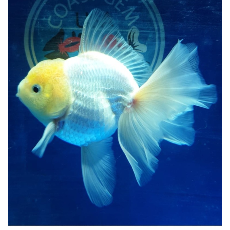 Live Fancy Goldfish Premium Select Our Choice MEDIUM SIZE BREED  White Thai Oranda GROW UP TO 4-4.5'' BODY(CGF-043)
