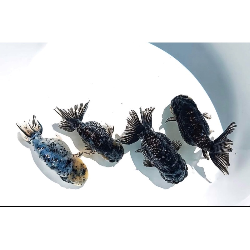 Live Fancy Goldfish Premium Select Our Choice White Tiger/Granite Calico Ranchu (CGF-082)