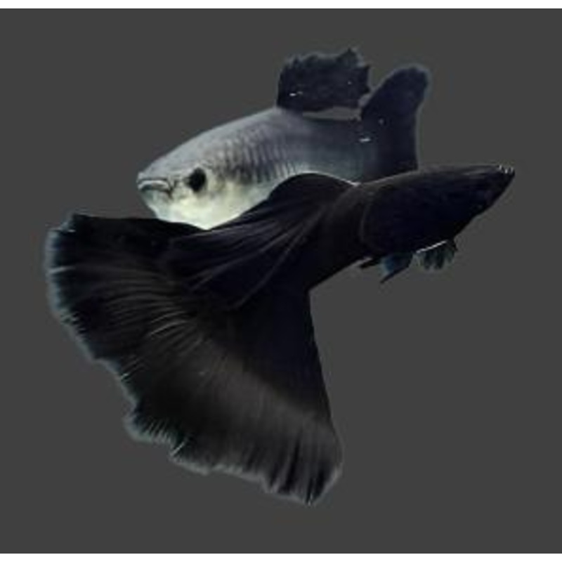 Live Fancy Guppy Fish Premium Quality Full Black Moscow (CGP-017)