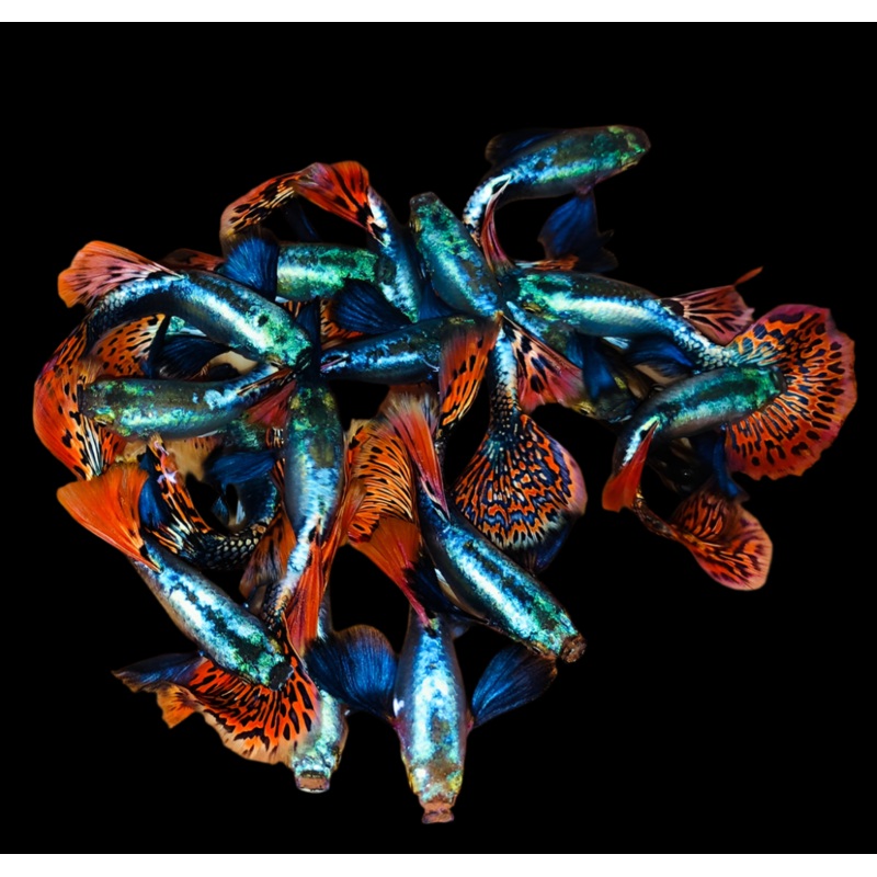 Live Fancy Guppy Fish Premium Quality Red Mosaic Jumbo Dumbo Ear XL (CGP-026)