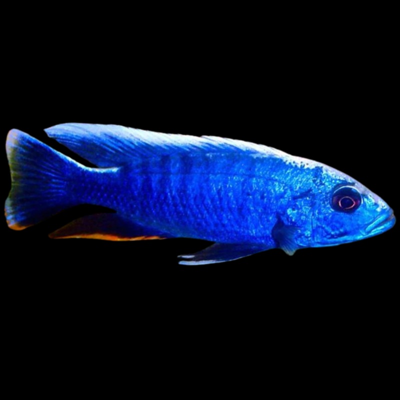 Live Fish African Cichlid Electric Blue Hap (Sciaenochromis Ahli)(CHD-124) U003