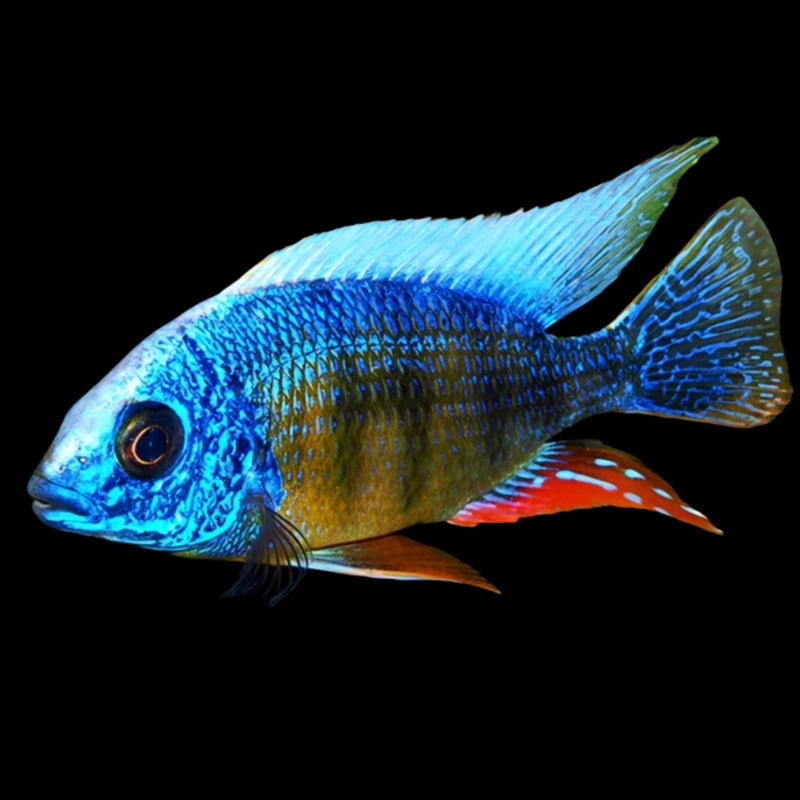 Live Fish African Cichlid Taiwan Reef (Protomelas Sp. "Steveni Taiwan")(CHD-116)U003