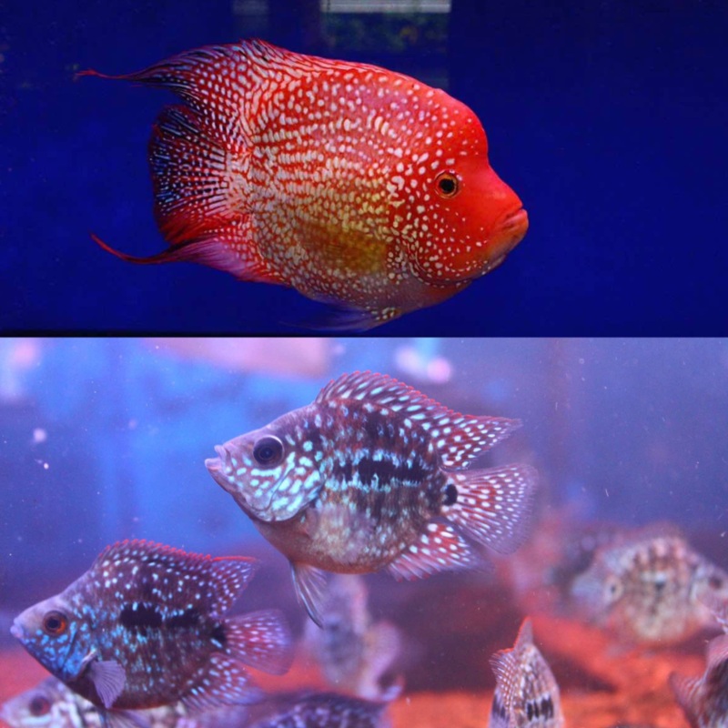 Live Fish American Cichlid SHORT BODY SUPER RED TEXAS Fry 1.00-2.00 inch (CHD-049)