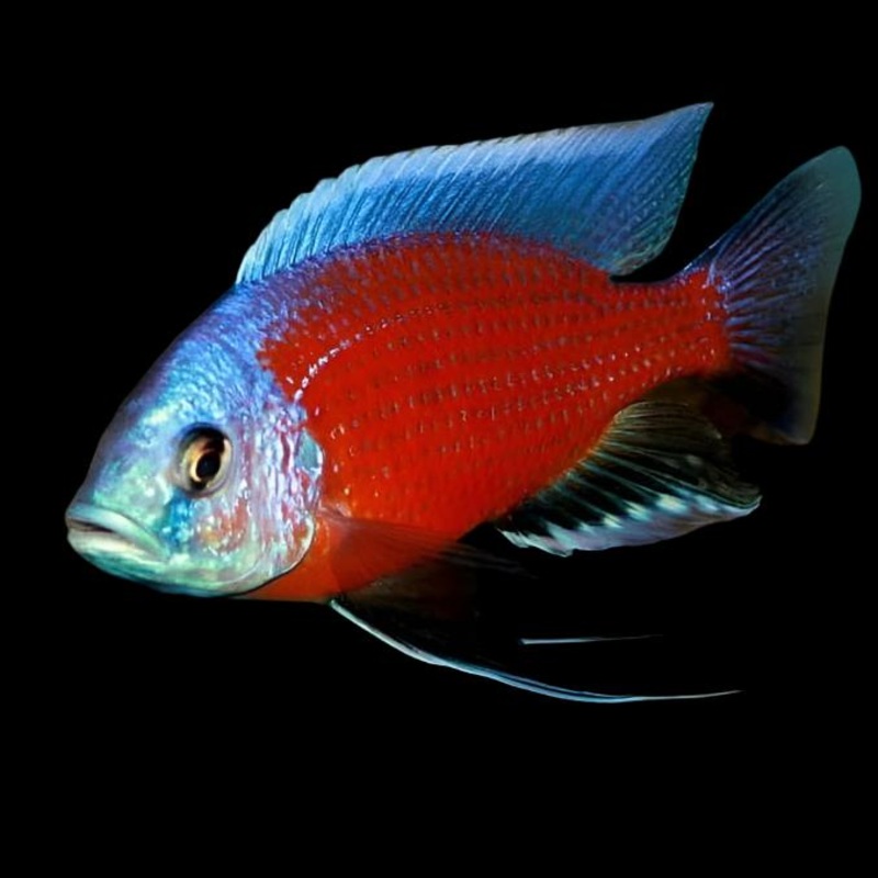 Live Freshwater African Cichlid Red Kadango Cichlid (Copadichromis Borleyi)(CHD-102)U007