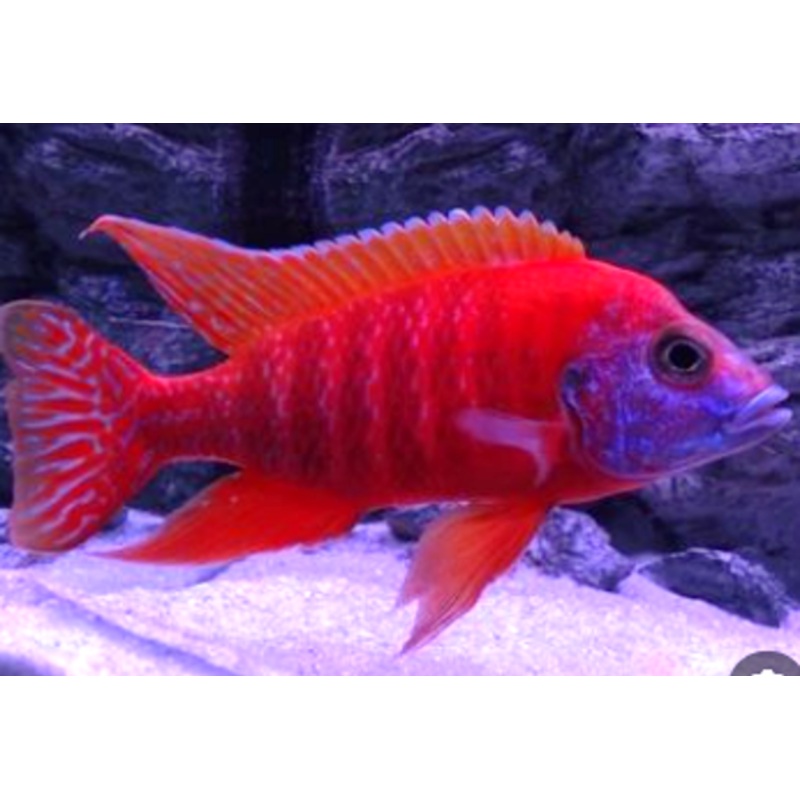 Live Freshwater African Cichlid Red Peacock (Aulonocara Rubescens)(CHD-103)U004