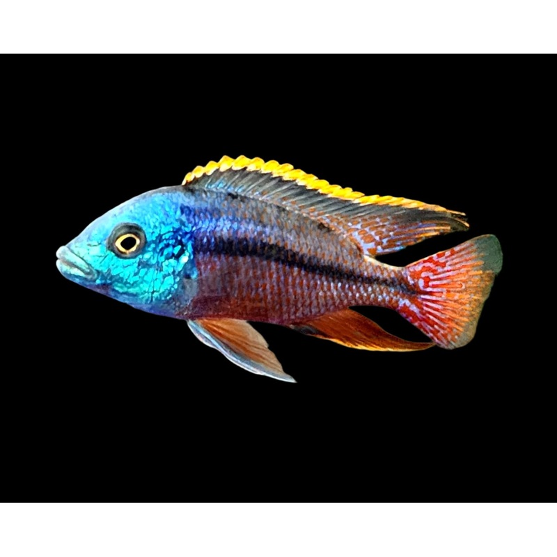 Live Freshwater Aquarium African Cichlid Red Empress (Protomelas Taeniolatus)(CHD-105)U028