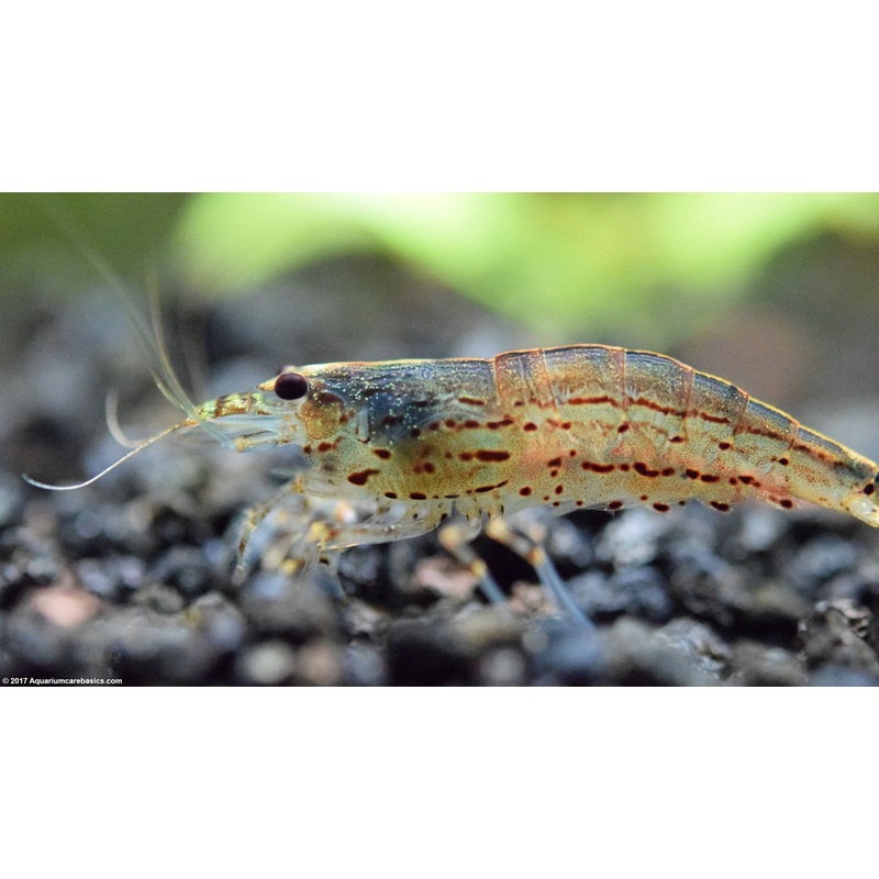 Live Freshwater Aquarium Amano Shrimp Young Adult 5/$25, 10/$45, 20/$70 (FS-001)