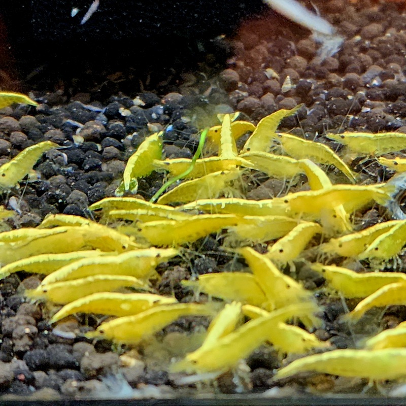 Live Freshwater Aquarium Best Quality Golden Back Yellow Stripe Shrimp 5/$25, 10/$45, 20/$70 (Neocaridina sp.)(FS-019)