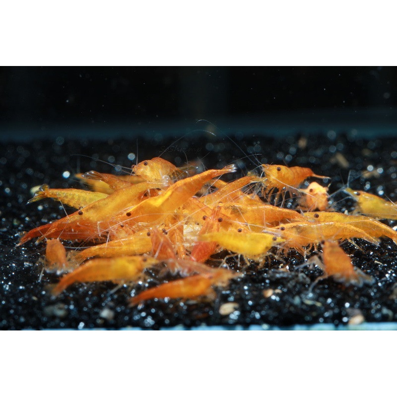 Live Freshwater Aquarium High Quality Orange Sakura Shrimp 5/$25, 10/$45, 20/$70 (Neocaridina sp.)(FS-022)