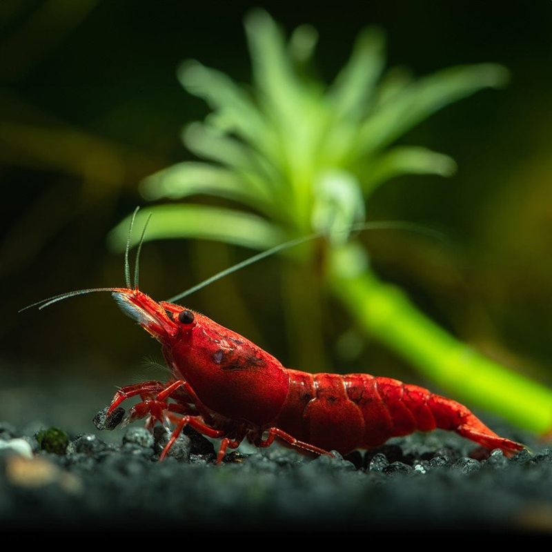Live Freshwater Aquarium High Quality Painted Fire Red Shrimp 5/$25, 10/$45, 20/$70 (Neocaridina sp.)(FS-023)