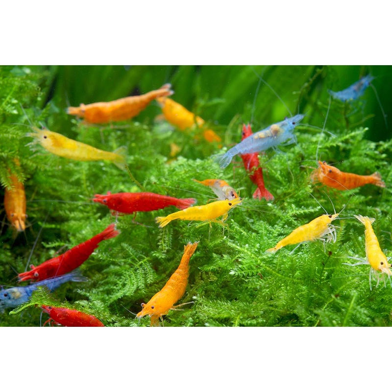 Live Freshwater Aquarium Neocaradina Assorted Colored Shrimp 5/$25, 10/$45, 20/$70 (FS-002)