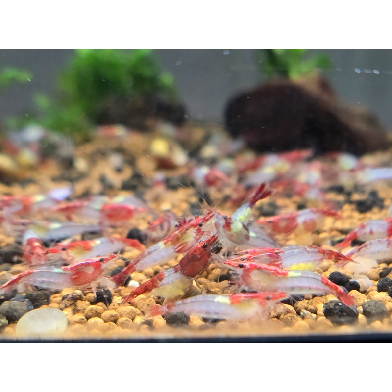Live Freshwater Aquarium Premium Red Rili Shrimp 5/$25, 10/$45, 20/$70 (Neocaridina sp.)(FS-028)