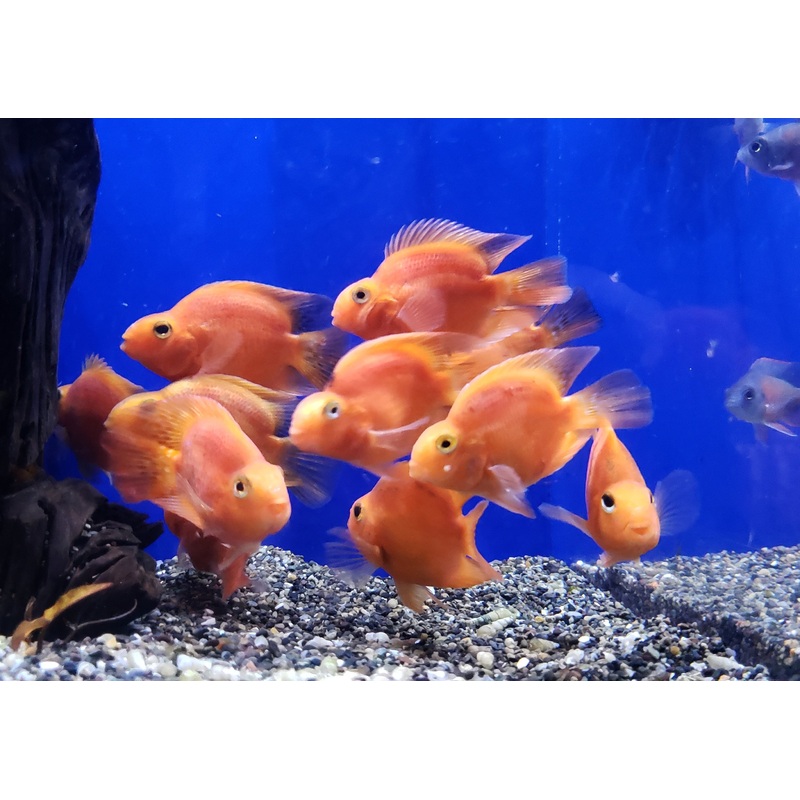 Live Freshwater Aquarium Red Blood Parrot American Hybrid Cichlid - 2/Set (Cichlasoma Sp.)(TROP-100)R10C19