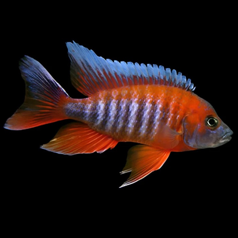 Live Freshwater Aquarium Red Jacob Peacock Cichlid (Aulonocara Jacobfreibergi)(CHD-118)U012