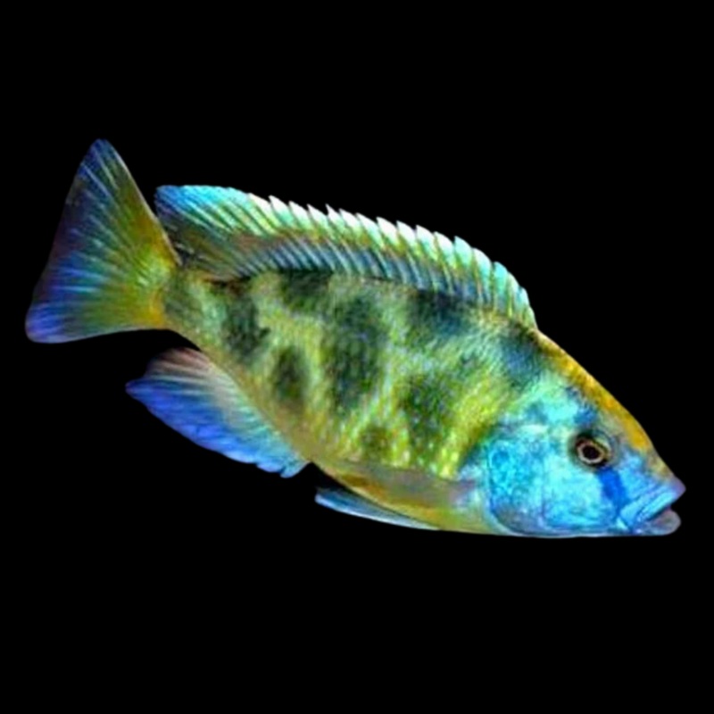 Live Freshwater Aquarium Venustus African Cichlid  (Haplochromis Venustus) (CHD-108)U022
