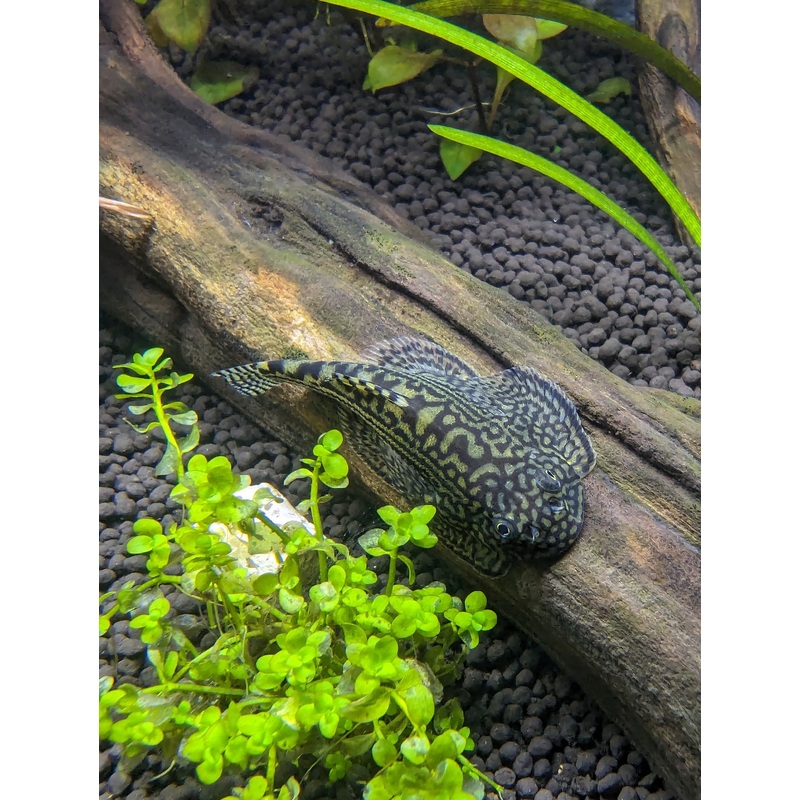 Live Freshwater Bottom feeder Reticulated Hillstream Loach (Sewellia lineolata)