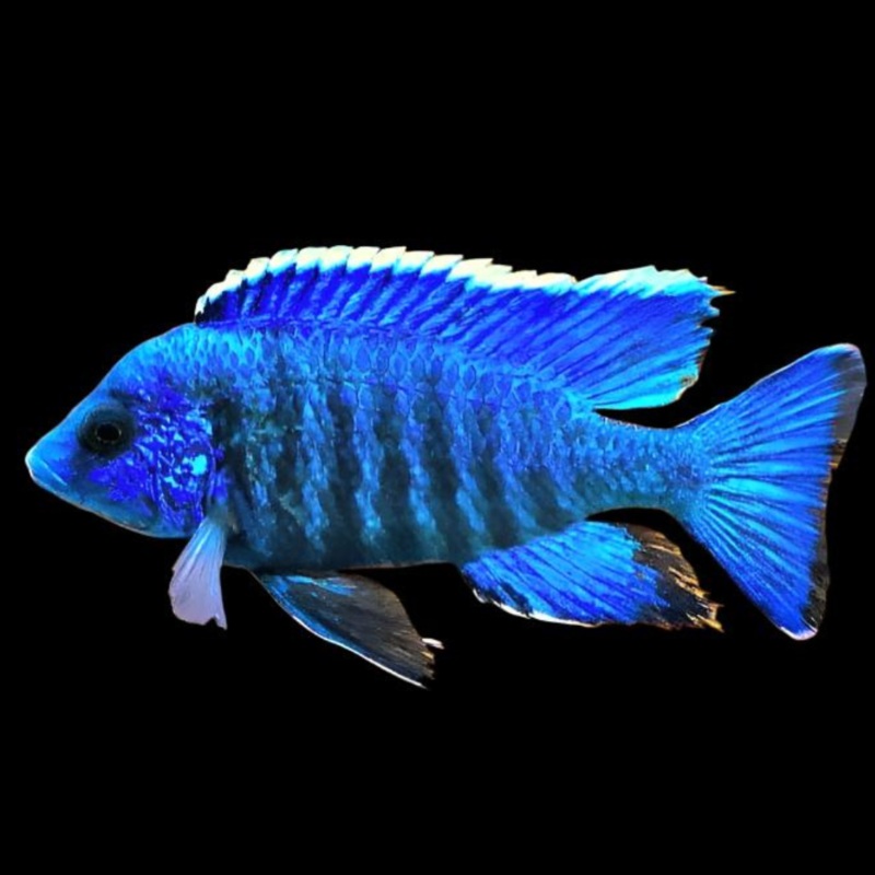 Live Freshwater Cichlid Blue Peacock  (Aulonocara nyassae) (CHD-114)U009
