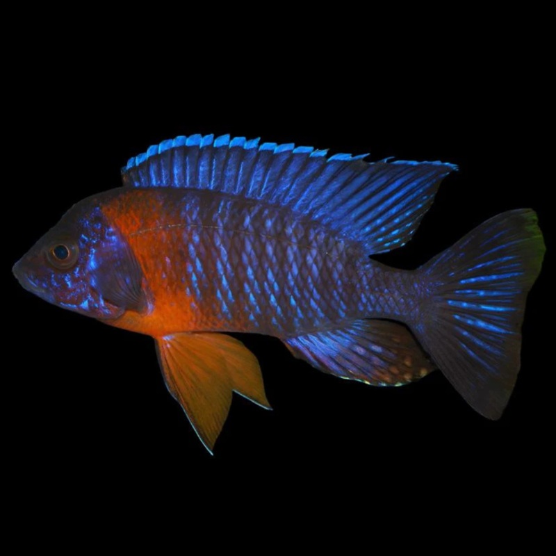 Live Freshwater Cichlid Red Shoulder Blue Peacock Cichlid  (Aulonocara Hansbaenschi)(CHD-101)U010