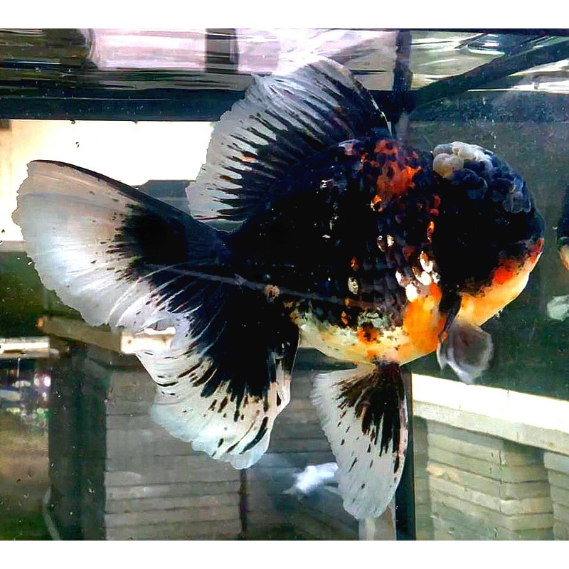 Live Goldfish for Sale Oranda Calico Kirin Medium Breed (CGF-049) Juvenile Our Choice