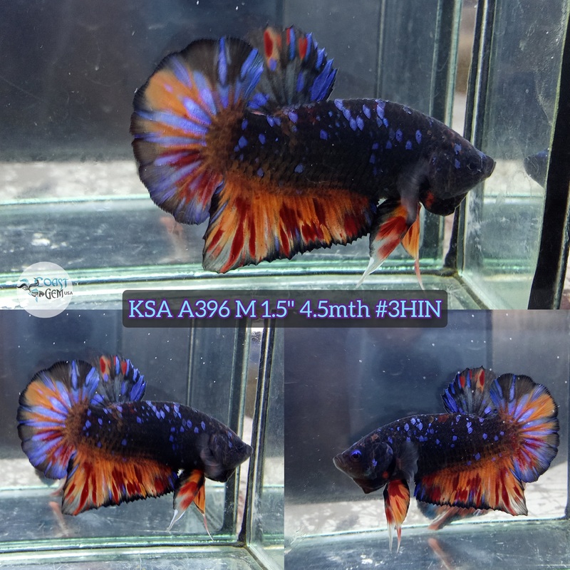Live Male Betta Black Galaxy Avatar Nemo Plakad (KSA-A396) High quality what you see what you get!!