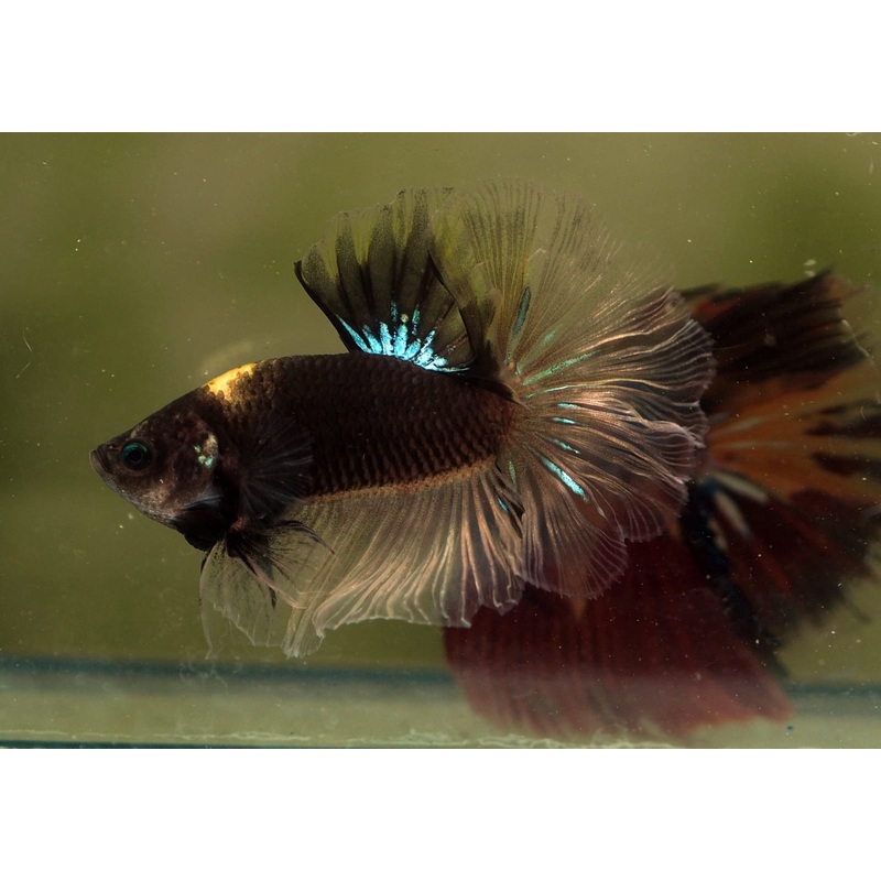 Live Male Betta Black koi Halfmoon (MKP-510) S249 High quality what you see what you get!!
